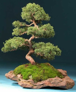 bonsai1