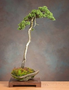 Bonsai Bunjin