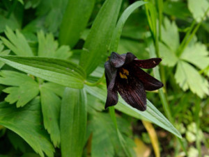 Szachownica kamczacka (Fritiliaria camschatcensis)