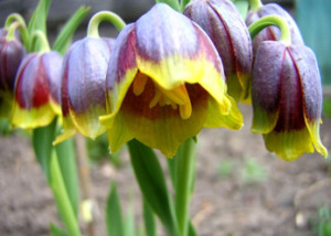 Fritillaria michailovskyi