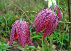 Szachownica kostkowata  (Fritillaria meleagris)