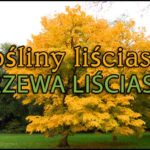 Rośliny liściaste w naszym ogrodzie – drzewa liściaste