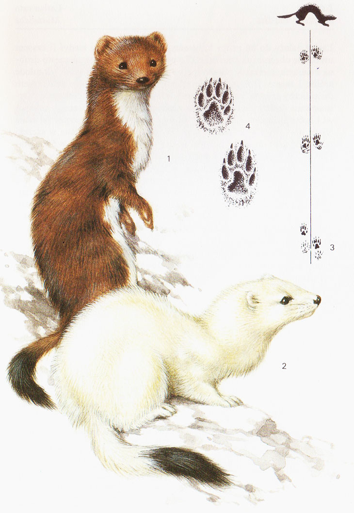 Gronostaj – Mustela erminea