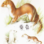 Łasica - Mustela nivalis