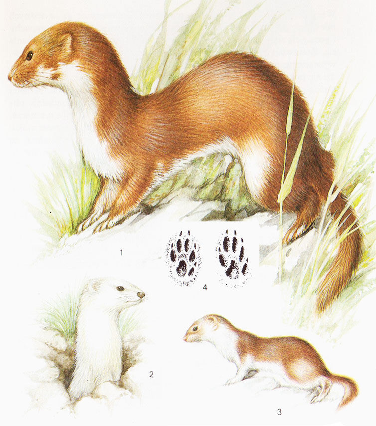 Łasica – Mustela nivalis